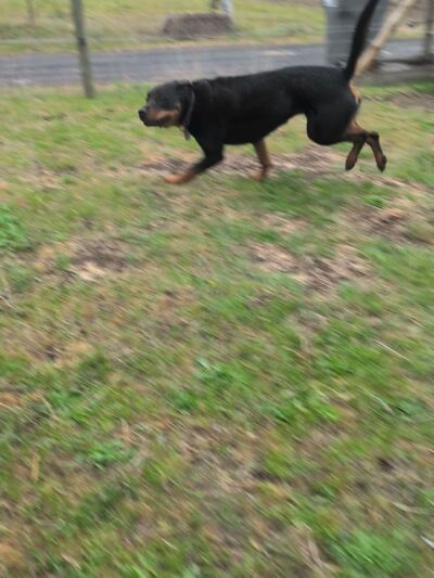 Green Bluff Pastures - Colbert, WA