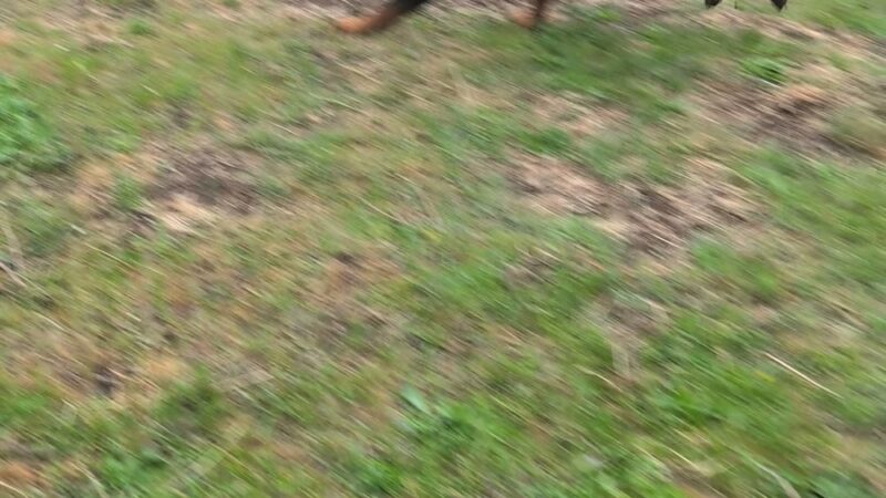 Green Bluff Pastures - Colbert, WA