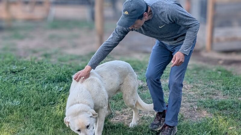 Green Bluff Pastures - Colbert, WA