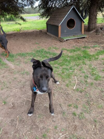 Green Bluff Pastures - Colbert, WA