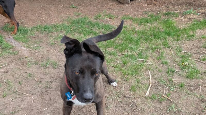 Green Bluff Pastures - Colbert, WA