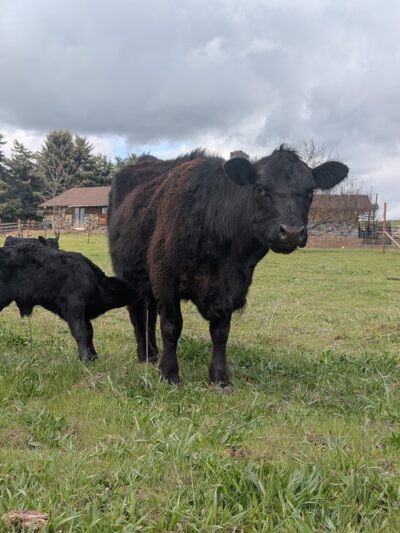 Green Bluff Pastures - Colbert, WA