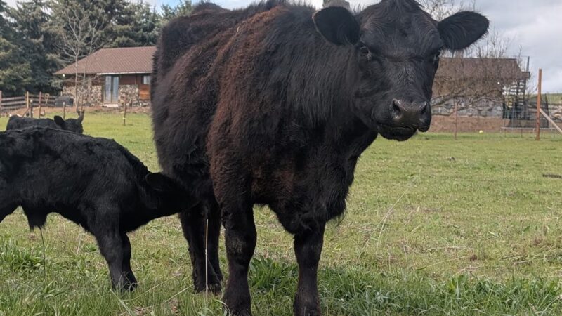 Green Bluff Pastures - Colbert, WA