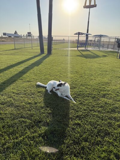 Prairie Dogs Dog Park - Colby, KS