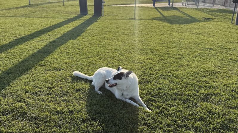 Prairie Dogs Dog Park - Colby, KS