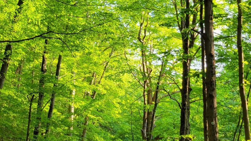 Hubbard Perkins Loop Trail - Cold Spring, NY