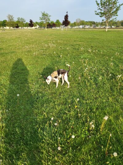 Coldwater dog park - Coldwater, MI