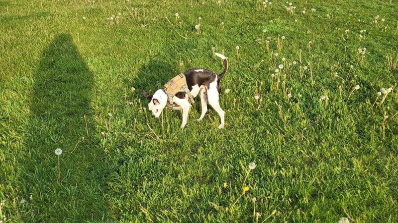 Coldwater dog park - Coldwater, MI