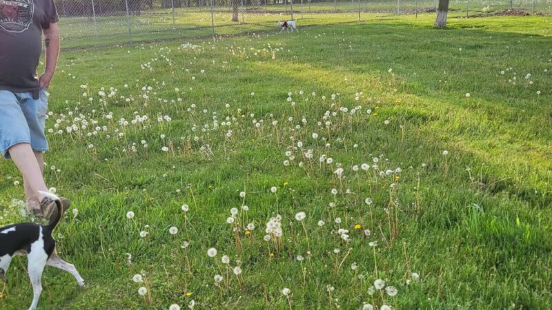 Coldwater dog park - Coldwater, MI