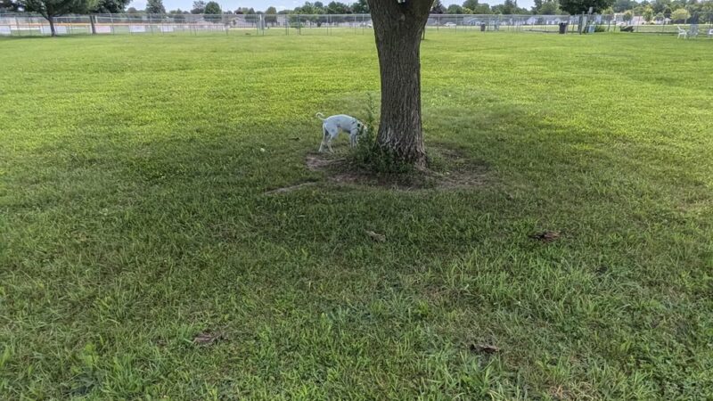 Coldwater dog park - Coldwater, MI