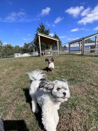 Public dog park - Coldwater, MI