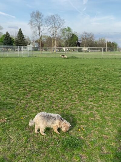 Public dog park - Coldwater, MI