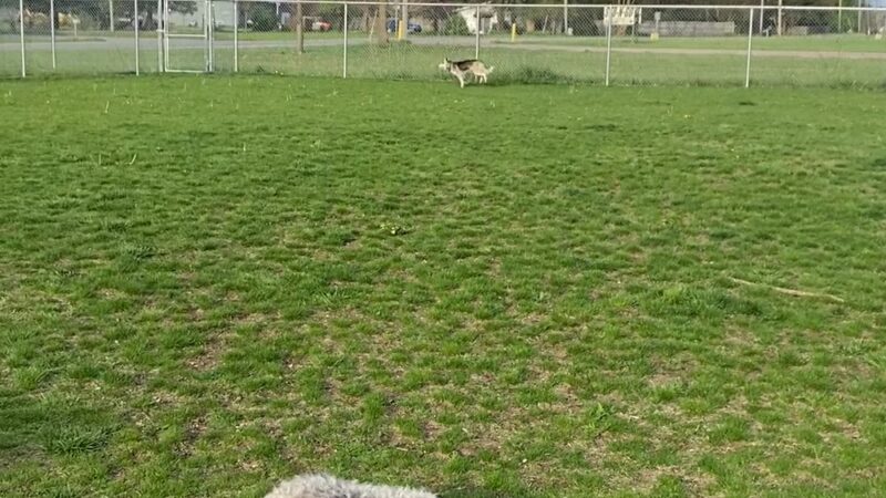 Public dog park - Coldwater, MI