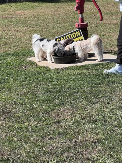 Public dog park - Coldwater, MI