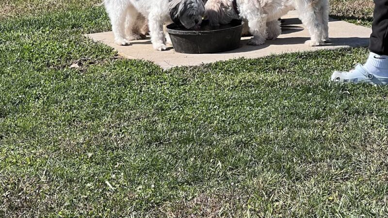Public dog park - Coldwater, MI