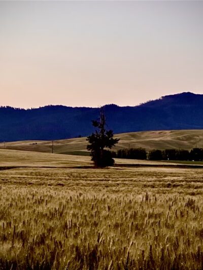 Colfax, WA. - Colfax, WA