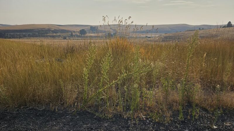 Colfax, WA. - Colfax, WA