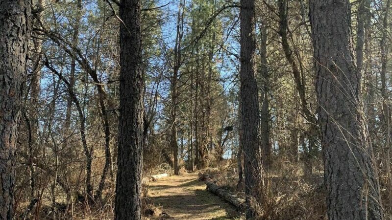 Klemgard County Park - Colfax, WA
