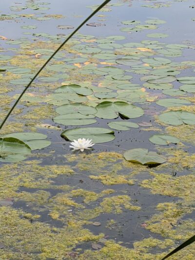 Colfax Red Cedar Preserve & Rec Area - Colfax, WI