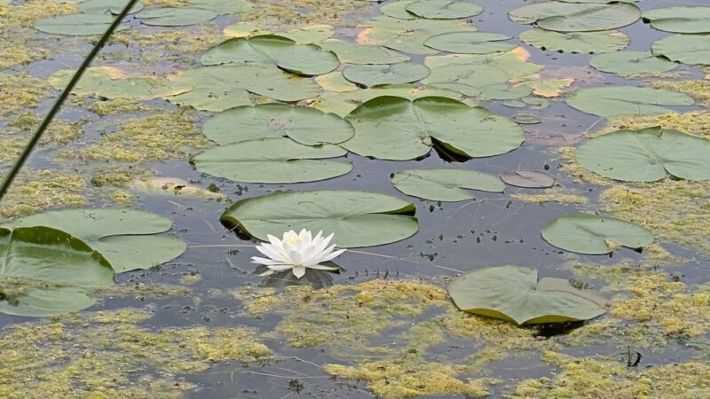 Colfax Red Cedar Preserve & Rec Area - Colfax, WI