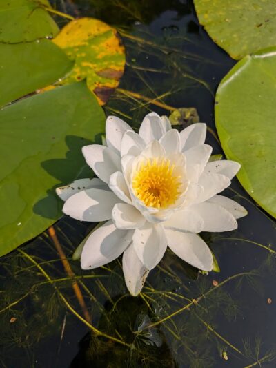 Colfax Red Cedar Preserve & Rec Area - Colfax, WI