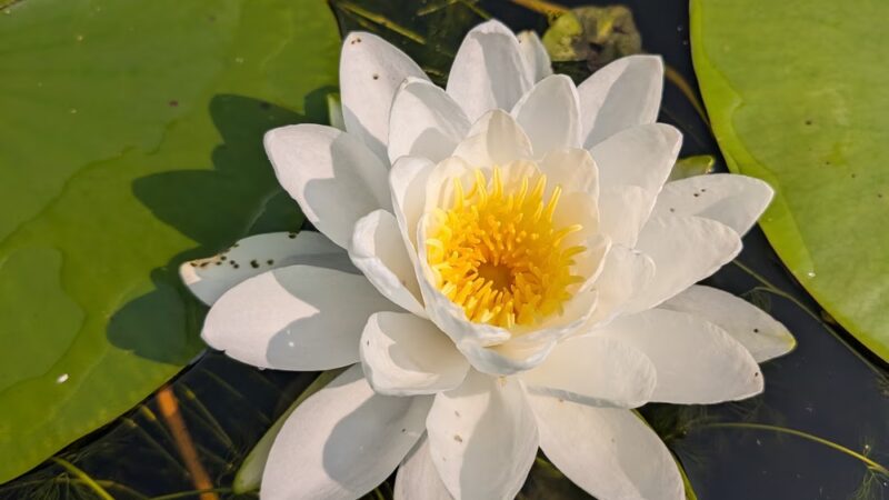 Colfax Red Cedar Preserve & Rec Area - Colfax, WI