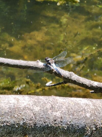 Colfax Red Cedar Preserve & Rec Area - Colfax, WI
