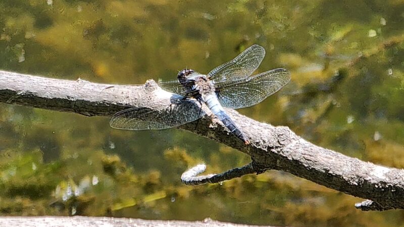 Colfax Red Cedar Preserve & Rec Area - Colfax, WI