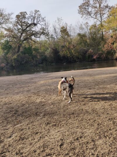 University Park - College Station, TX