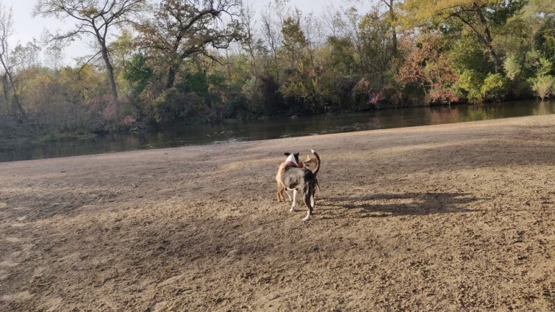 University Park - College Station, TX