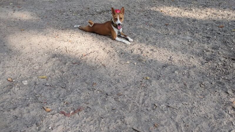 University Park Dog Park - College Station, TX