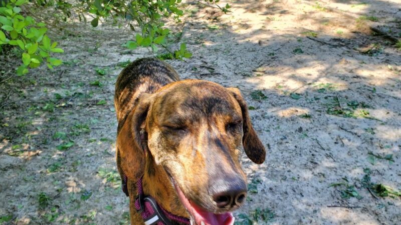 University Park Dog Park - College Station, TX