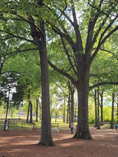 Suggs Dog Park - Collierville, TN