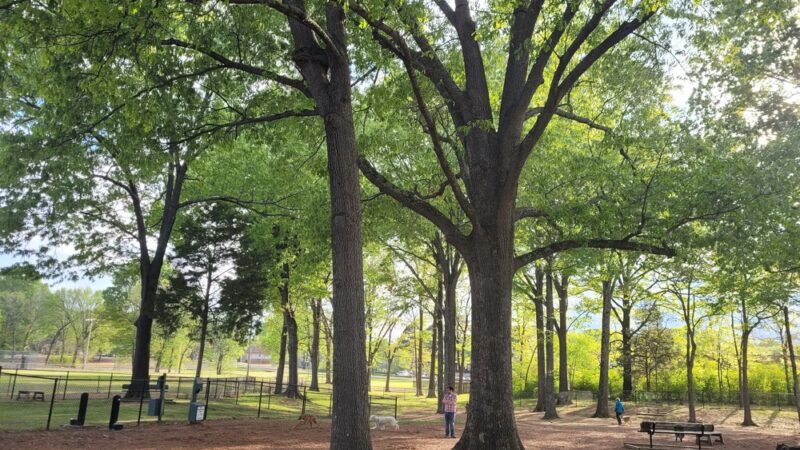 Suggs Dog Park - Collierville, TN