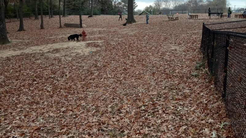 Suggs Dog Park - Collierville, TN