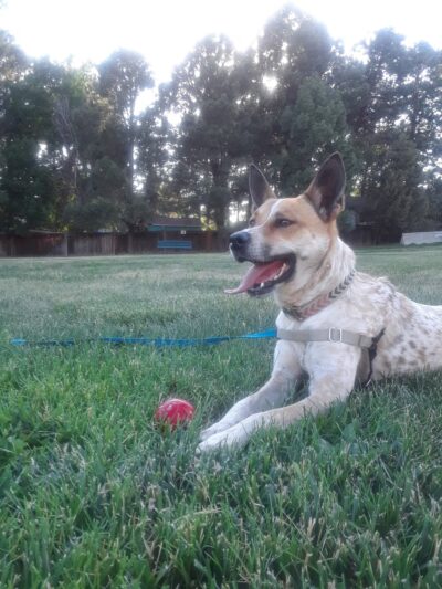 Betty Krouse Park - Colorado Springs, CO