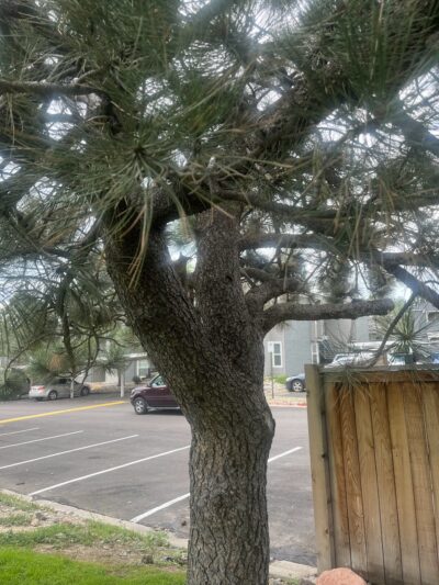 Erindale Park - Colorado Springs, CO