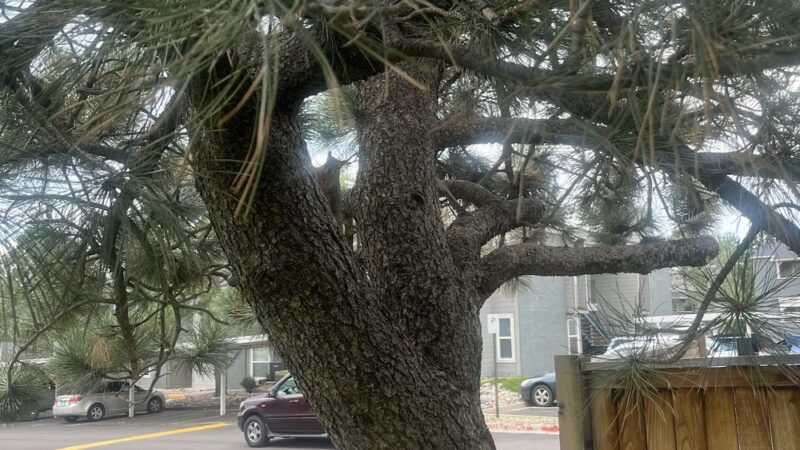 Erindale Park - Colorado Springs, CO