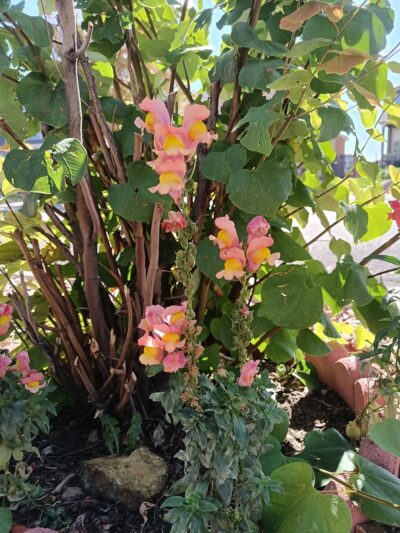 High Meadows Park - Colorado Springs, CO