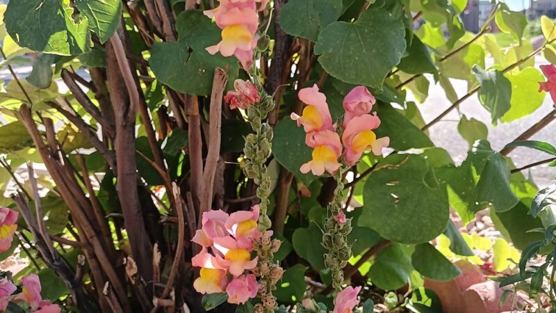 High Meadows Park - Colorado Springs, CO