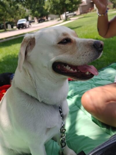 Judge Lunt Park - Colorado Springs, CO