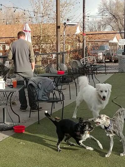 Pub Dog Colorado - Colorado Springs, CO