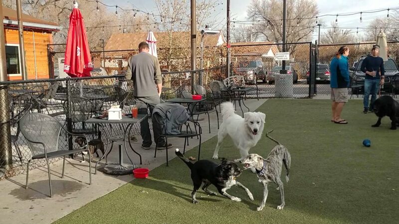 Pub Dog Colorado - Colorado Springs, CO