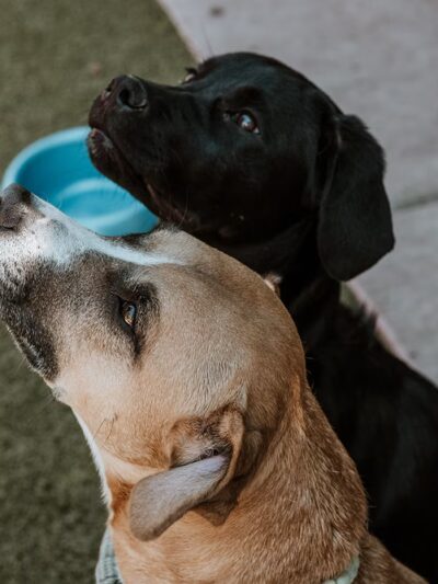 Pub Dog Colorado - Colorado Springs, CO