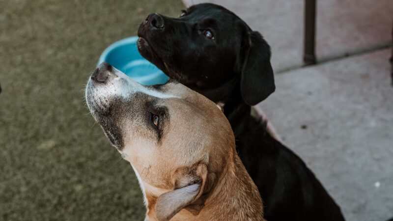 Pub Dog Colorado - Colorado Springs, CO