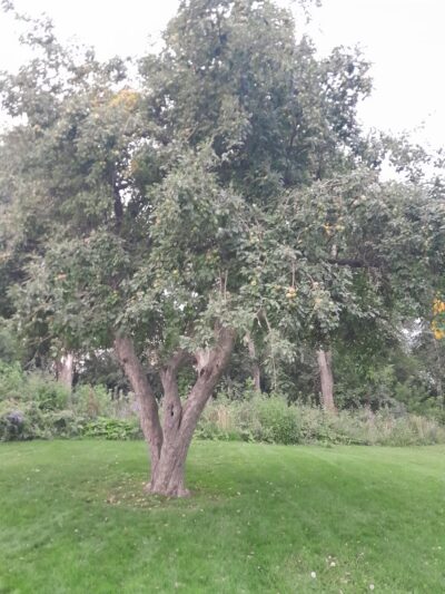 Roswell Park - Colorado Springs, CO