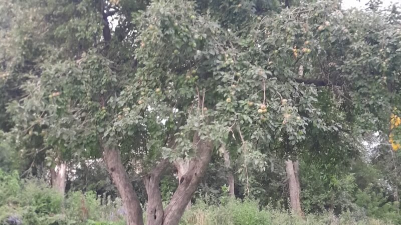 Roswell Park - Colorado Springs, CO