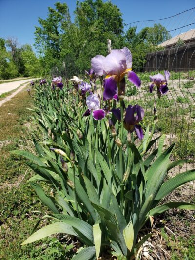 Sagebrush Park - Colorado Springs, CO
