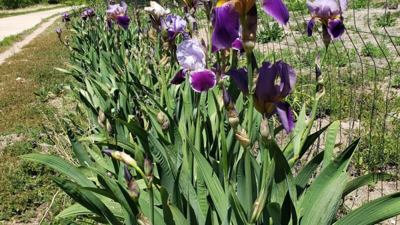 Sagebrush Park - Colorado Springs, CO