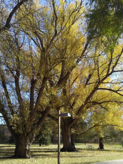 Shooks Park - Colorado Springs, CO